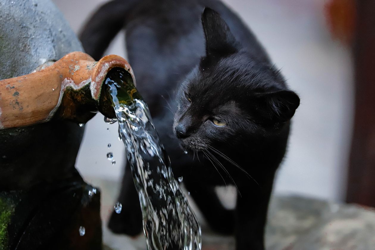 Gato bebendo água em fonte
