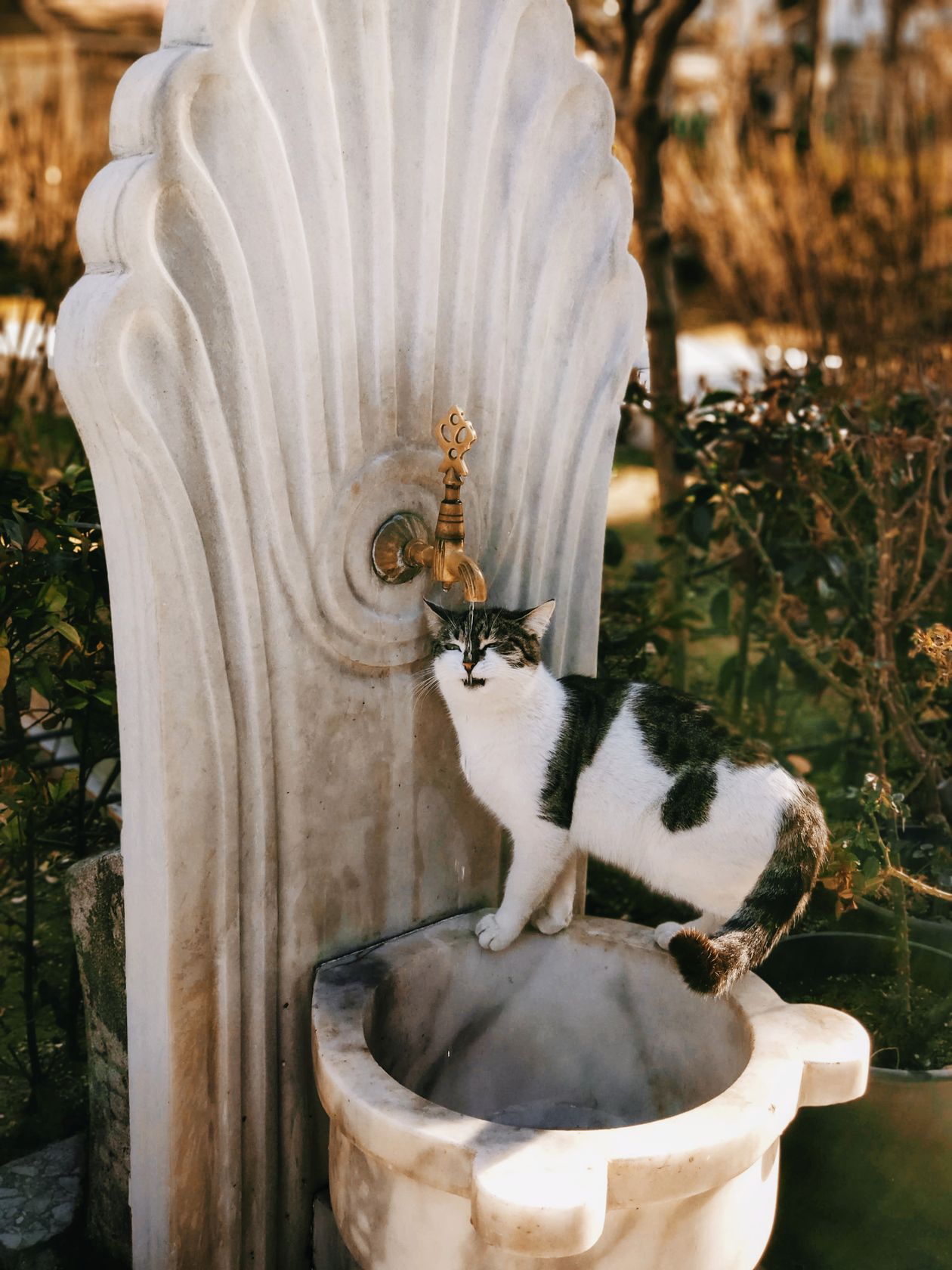 Gato bebendo água em uma fonte, contexto de melhor fonte bebedouro para gatos