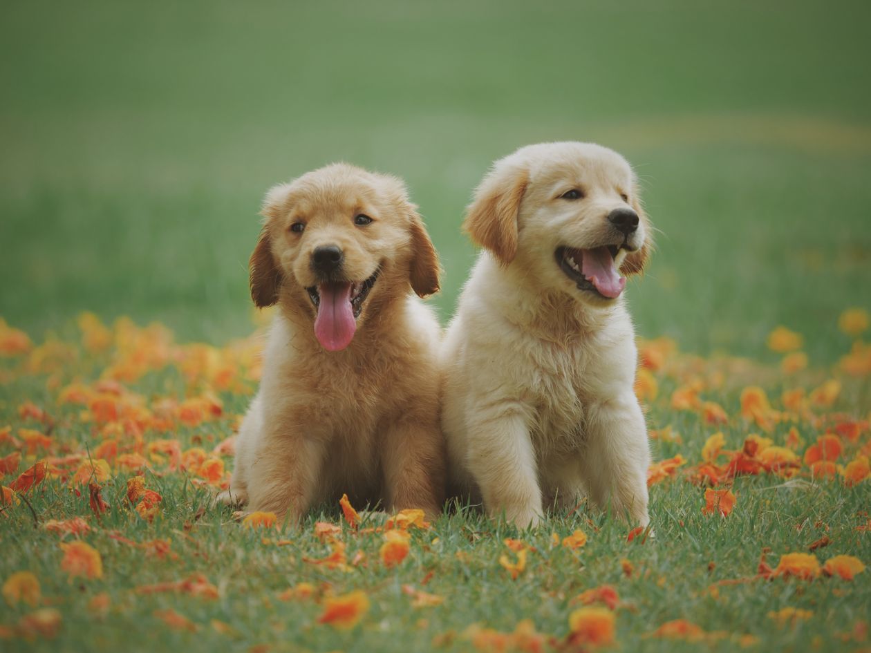 Cães de estimação em ambiente doméstico