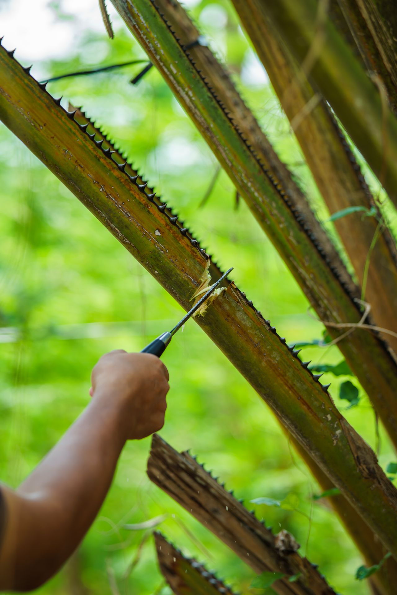 Colheita de palmito com corte da palmeira, contexto de produção de pupunha e palmeira real